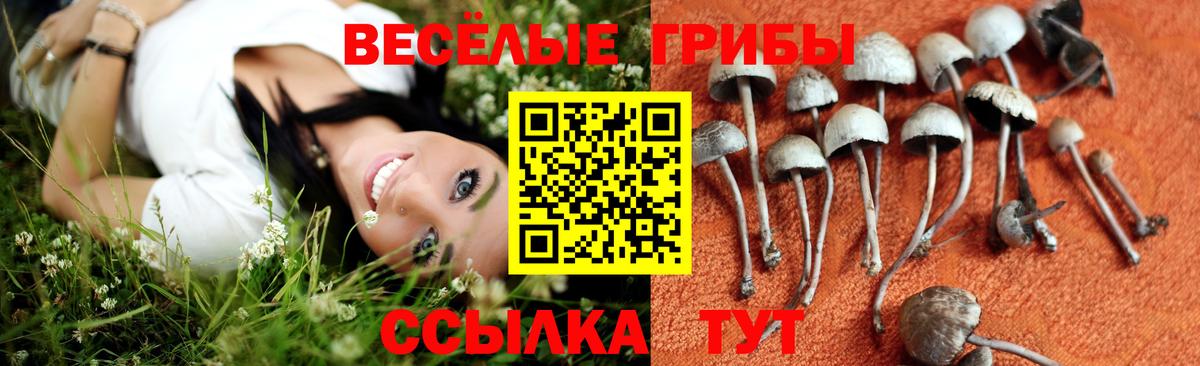 магазин    Вход с VPN  Унеча  Псилоцибиновые грибы Psilocybe 